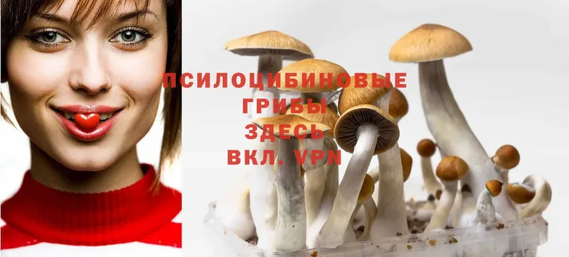 наркошоп  omg как войти  Псилоцибиновые грибы GOLDEN TEACHER  Кедровый 